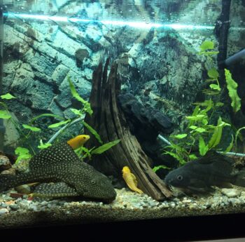 Fische sicher umsiedeln Fische sicher umsiedeln: Aquarium mit Pflanzen, Wurzeln und Fischen