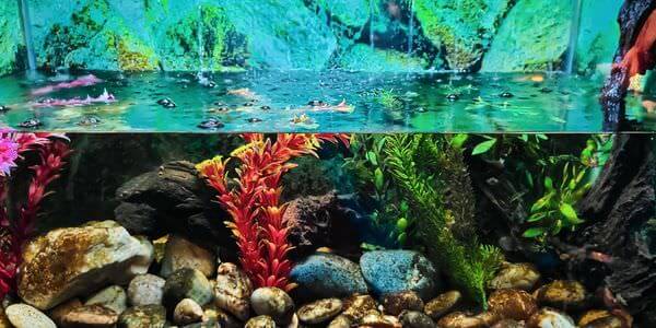 Aquarium mit Korallen und bunten Fischen – Aquarium-Umzug Balingen