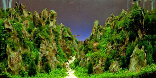Aquarium mit Felslandschaft und Pflanzen – Umzug mit Aquarium in Balingen