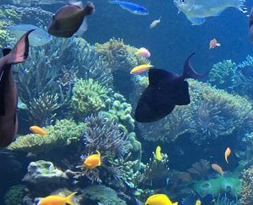 Fische zwischen Korallenriffen