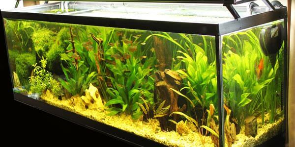 Aquarium-Umzug Balingen: Längliches Aquarium mit grünen Wasserpflanzen