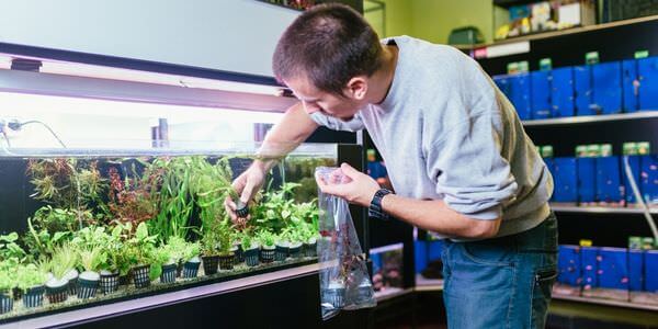 Mann versorgt Aquarienpflanzen vor einem Aquarienregal – Umzug mit Aquarium in Balingen
